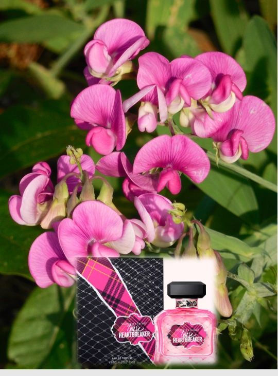 Tease heartbreaker online perfume